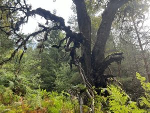 Didi стартира услуга за превозване в чужбина за китайски потребители преди лунната нова година · TechNode