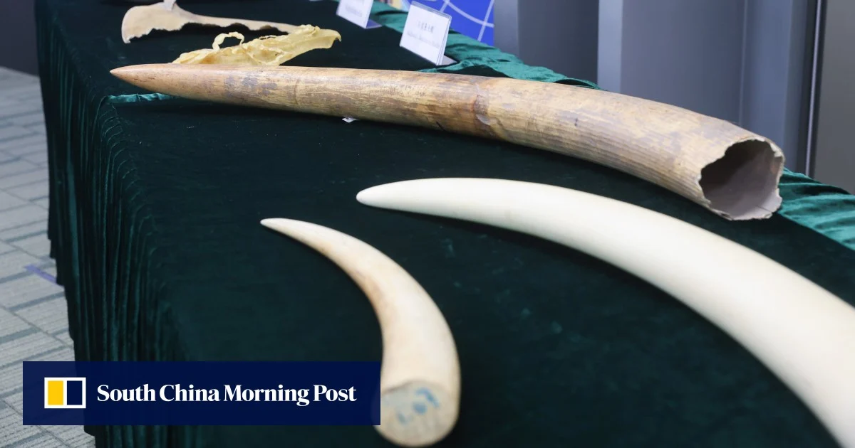 Хонконгските митници засилват борбата с финансирането на контрабанда на диви животни